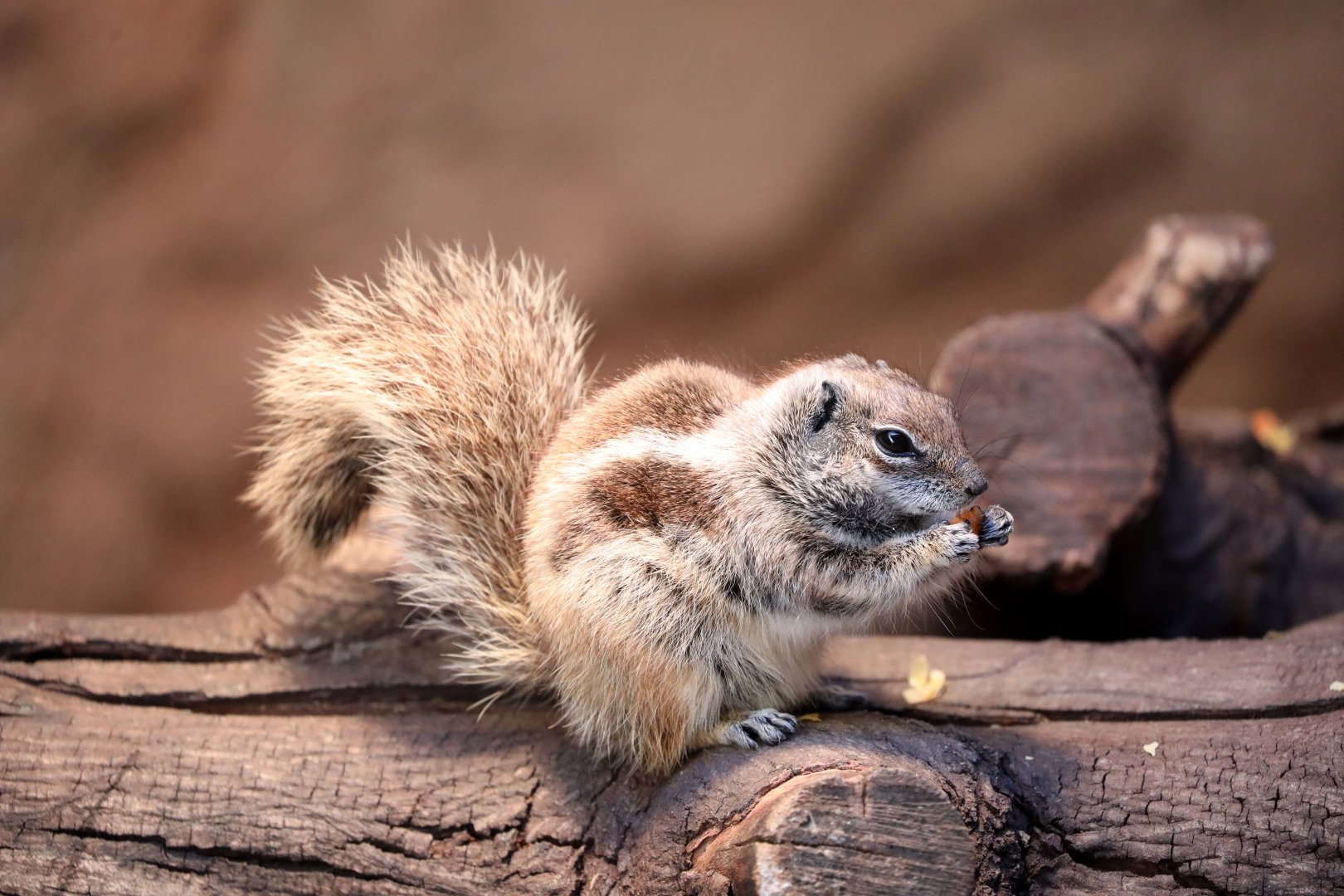 Barbary ground squirrel (Atlantoxerus getulus)