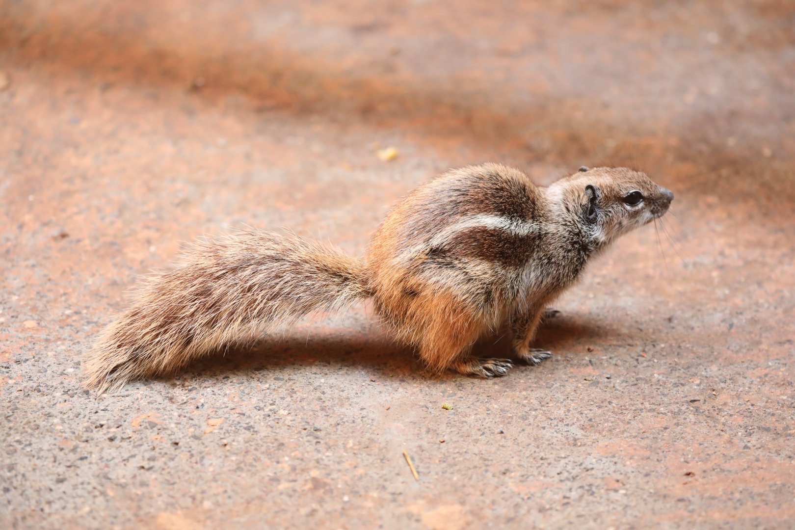 Barbary ground squirrel (Atlantoxerus getulus)