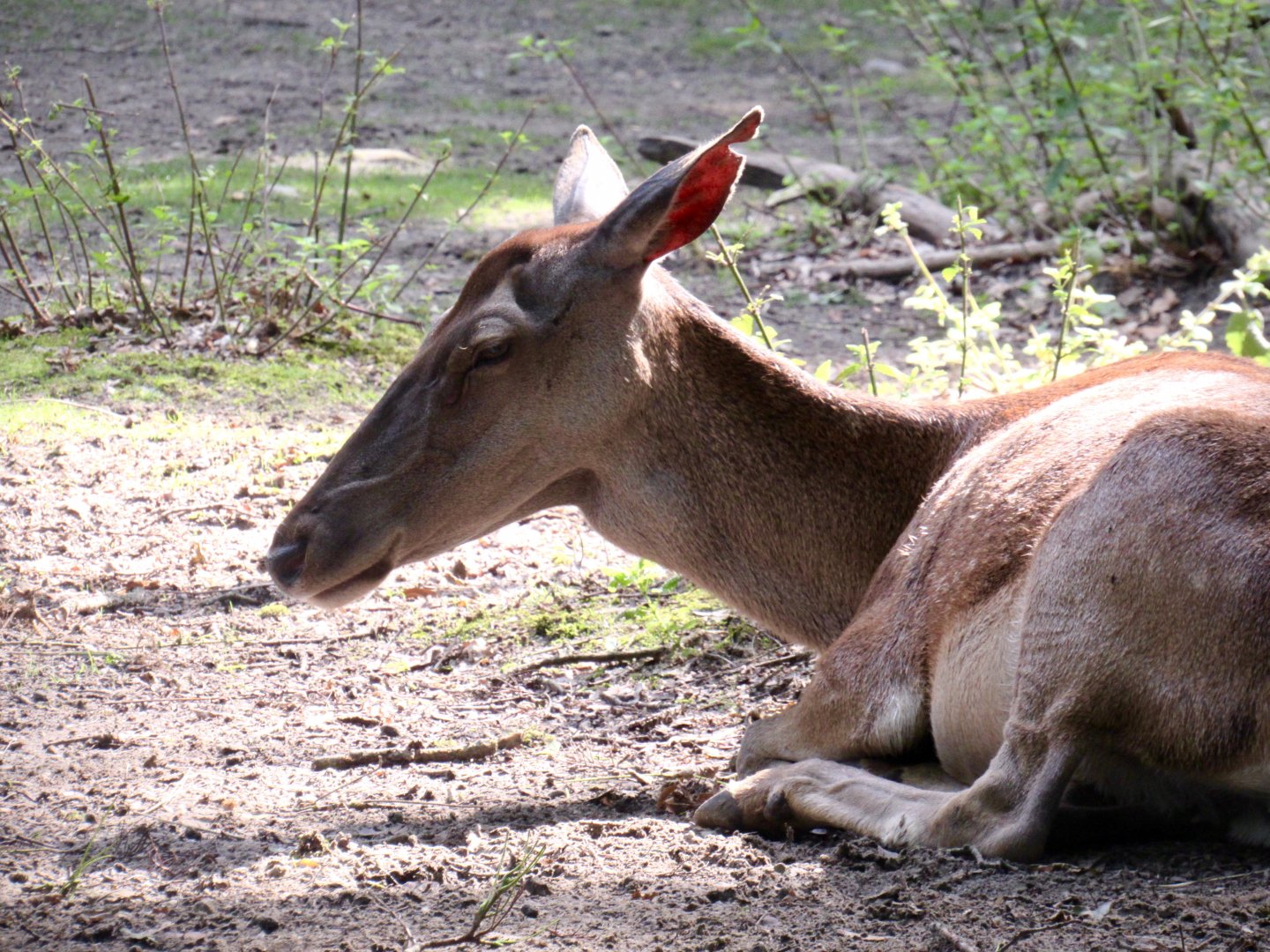 Barbary hind