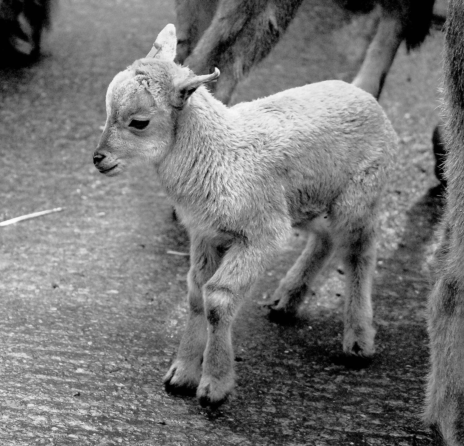 BARBARY LAMB