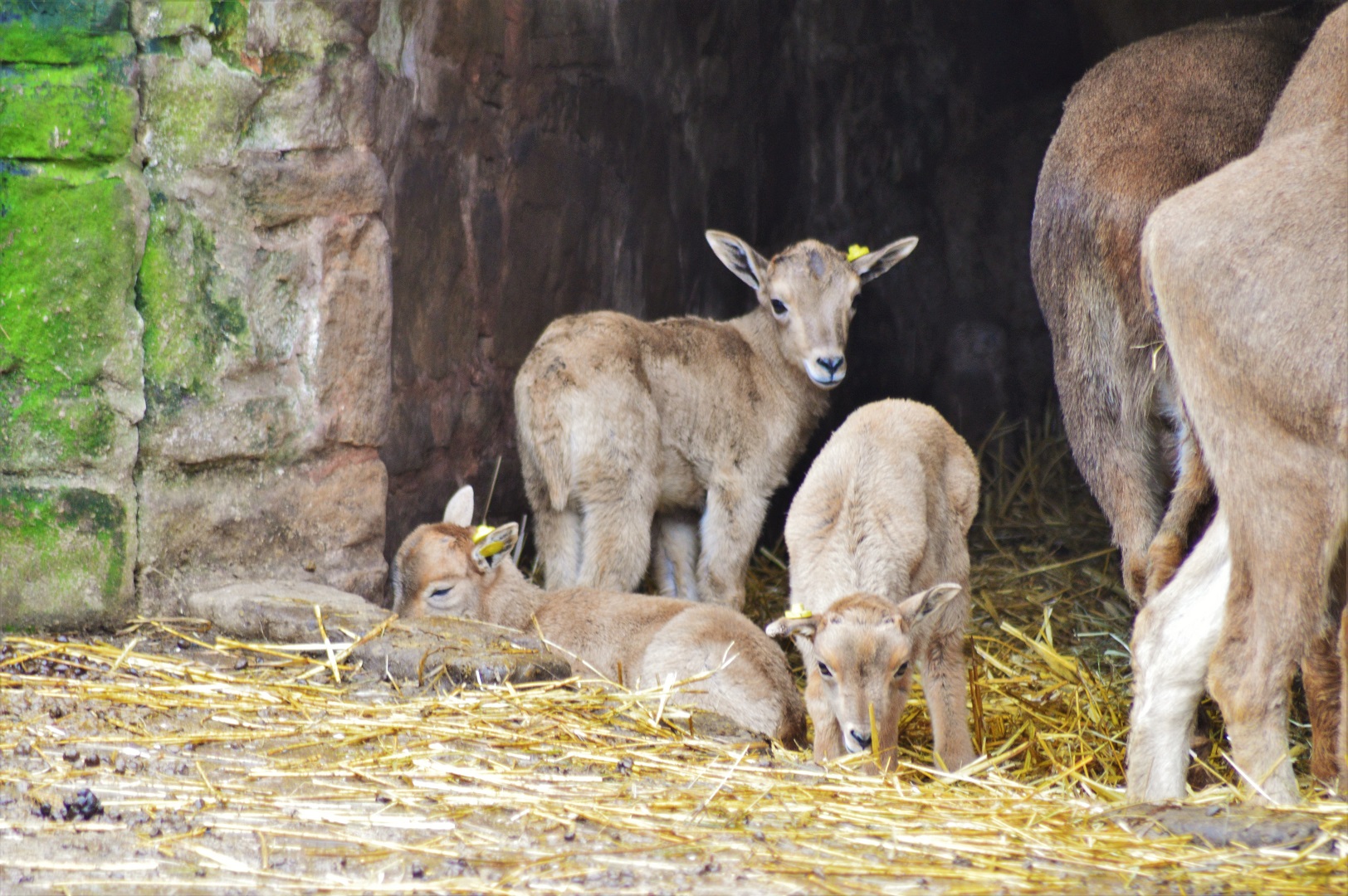 Barbary lambs
