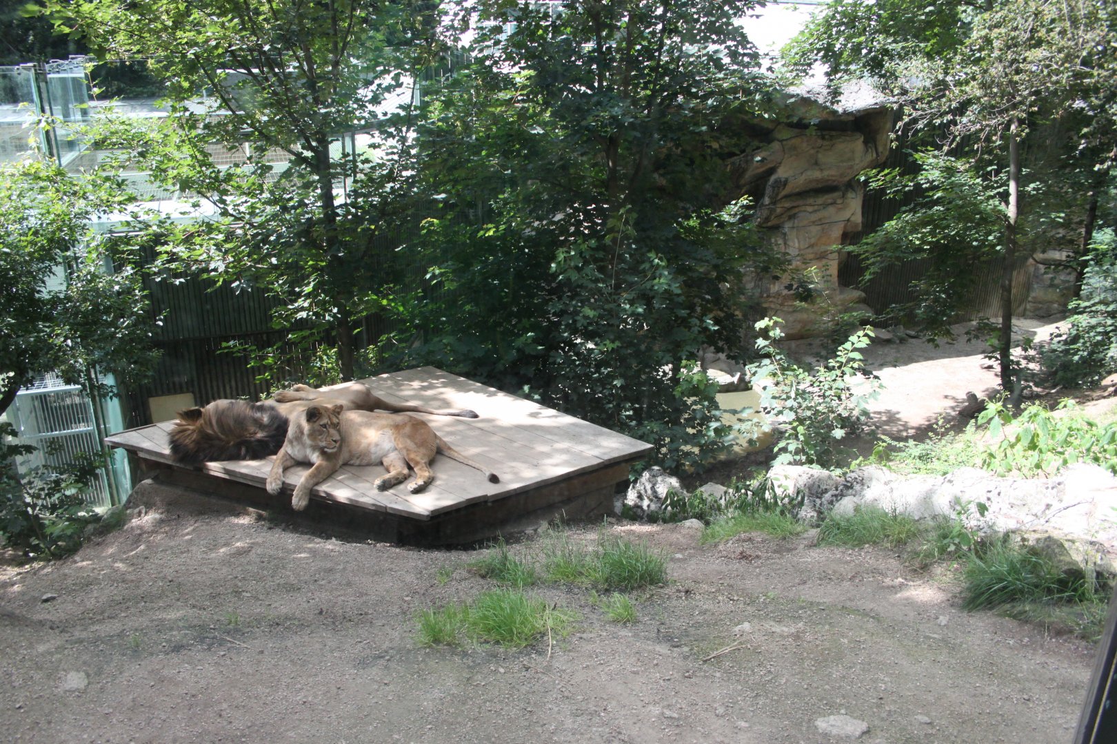 Barbary leo outdoors