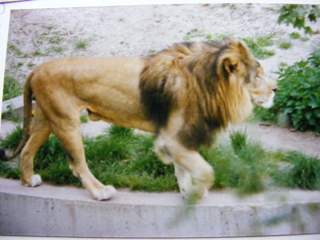 "barbary lion" 1991