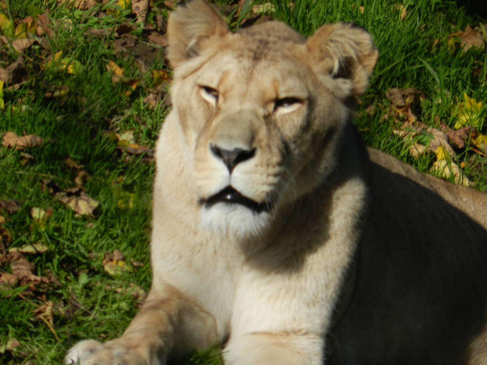 Barbary Lion 26/10/2015