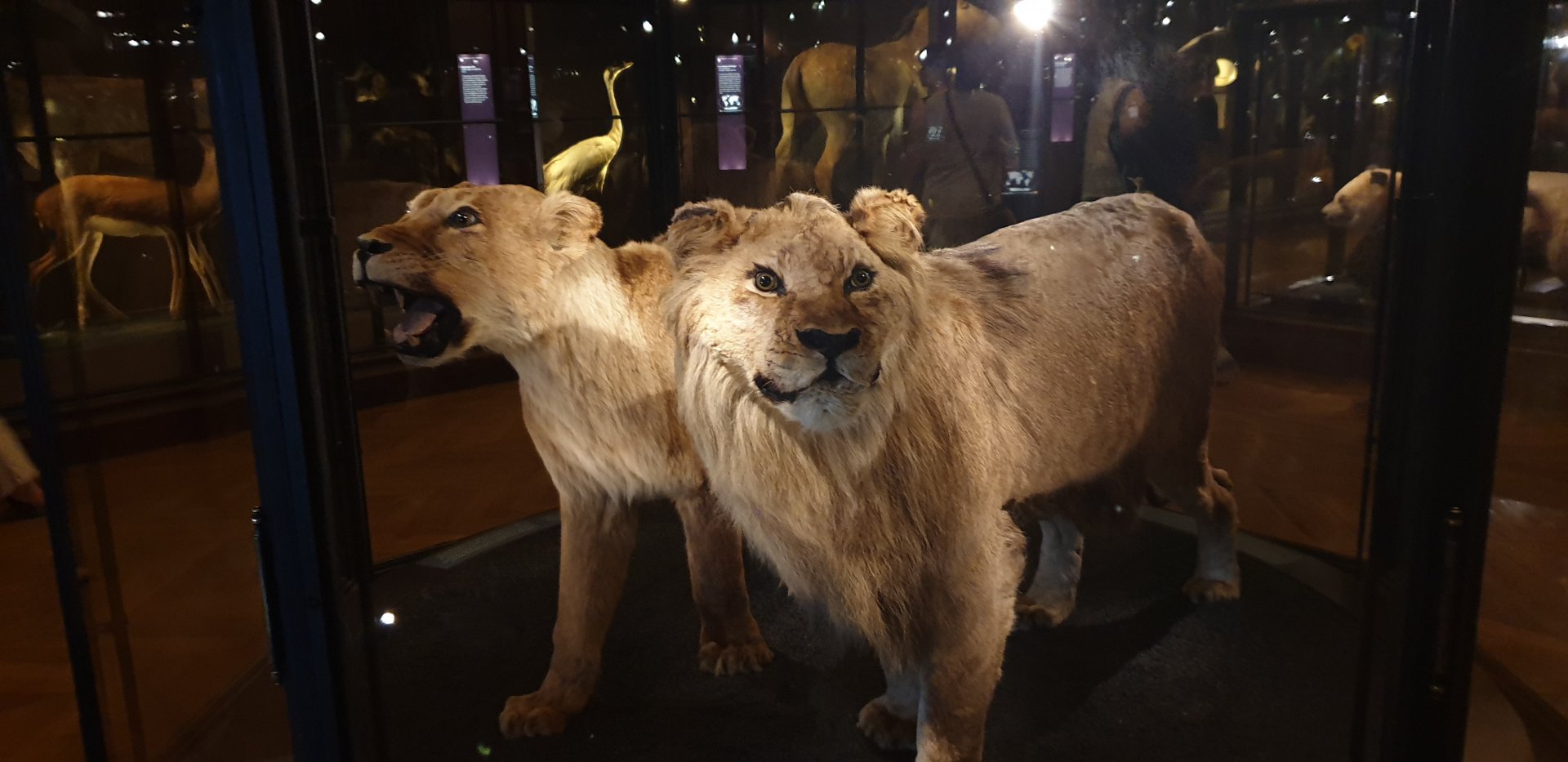 Barbary lion and Cape lion
