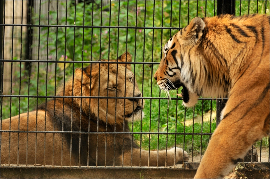 Barbary lion and sibirian tiger at Neuwied