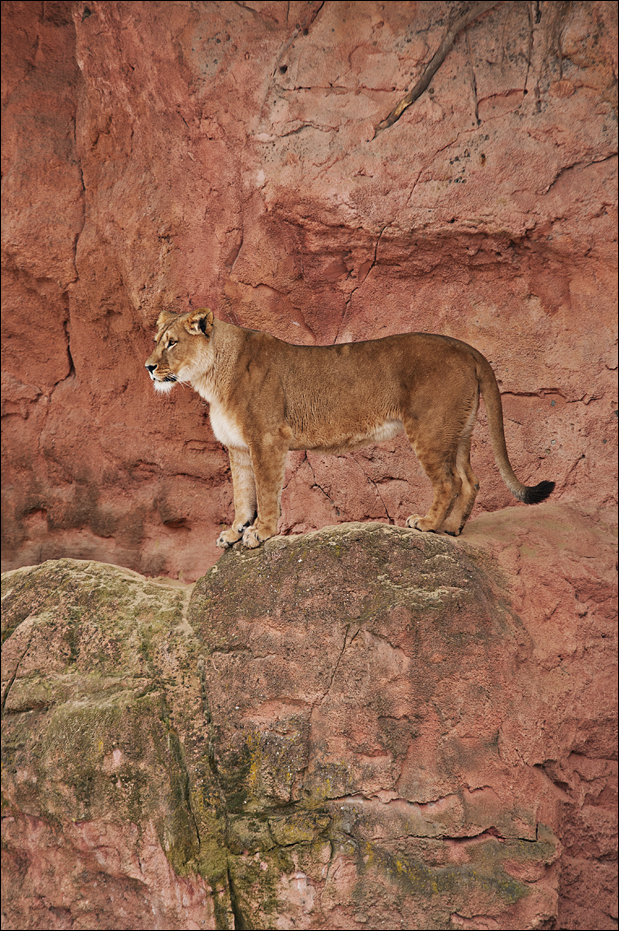 Barbary lion at Hannover