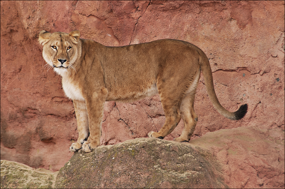 Barbary lion at Hannover