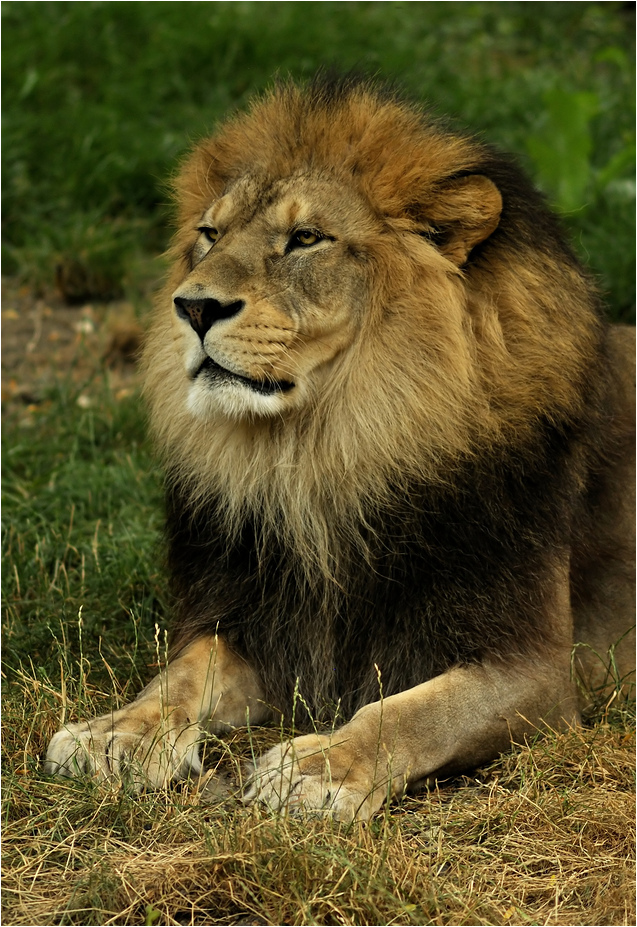 Barbary lion at Lyon