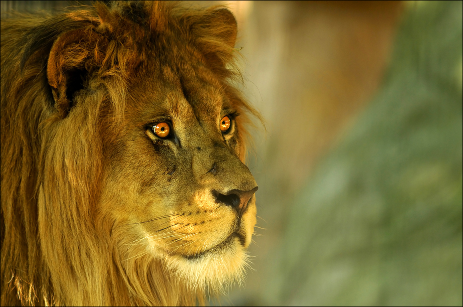 Barbary lion at Neuwied zoo