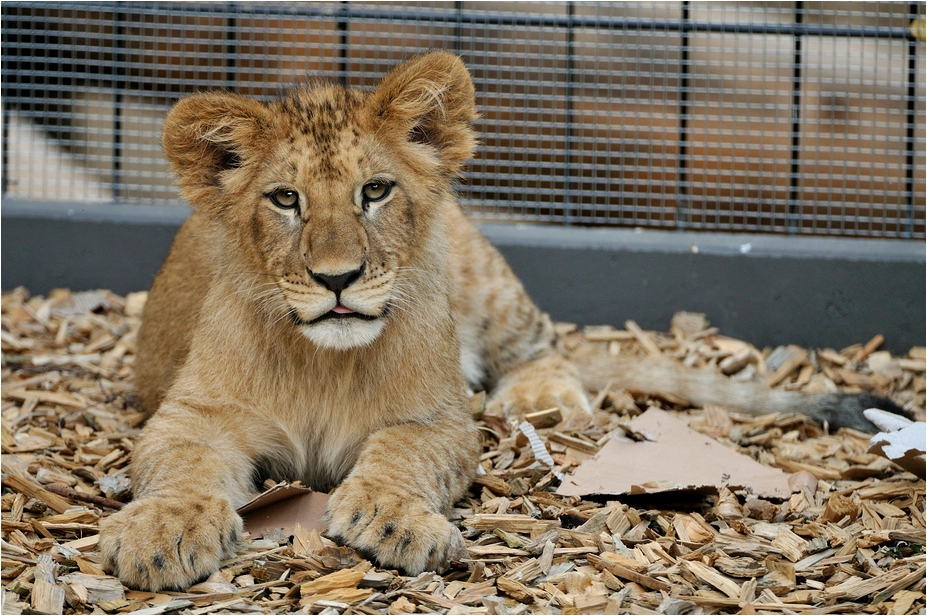 Barbary lion at Neuwied