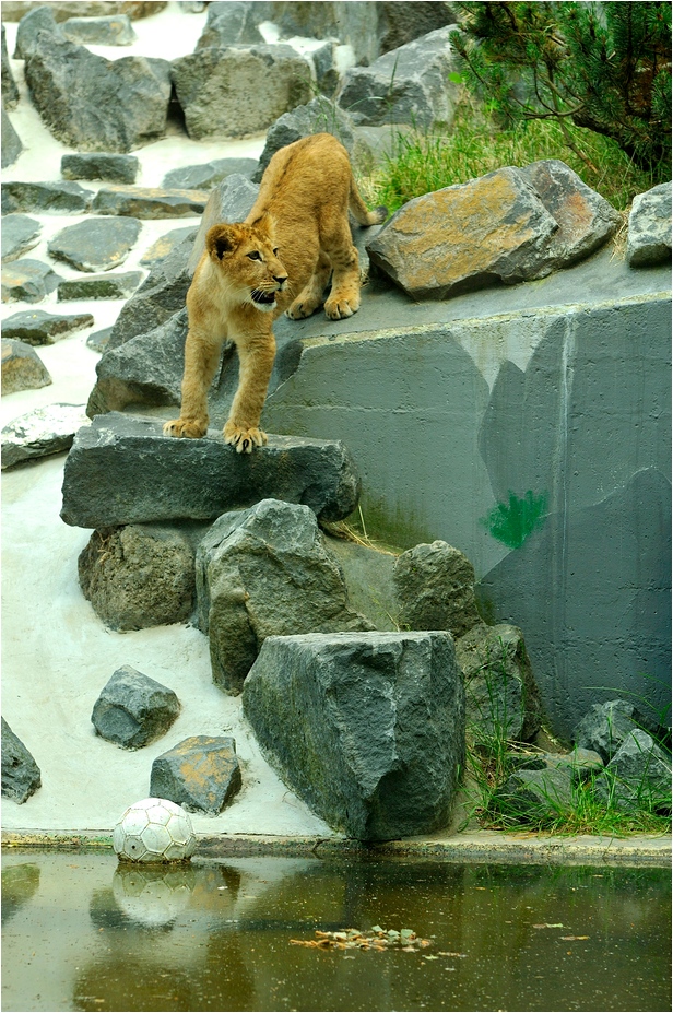 Barbary lion at Neuwied