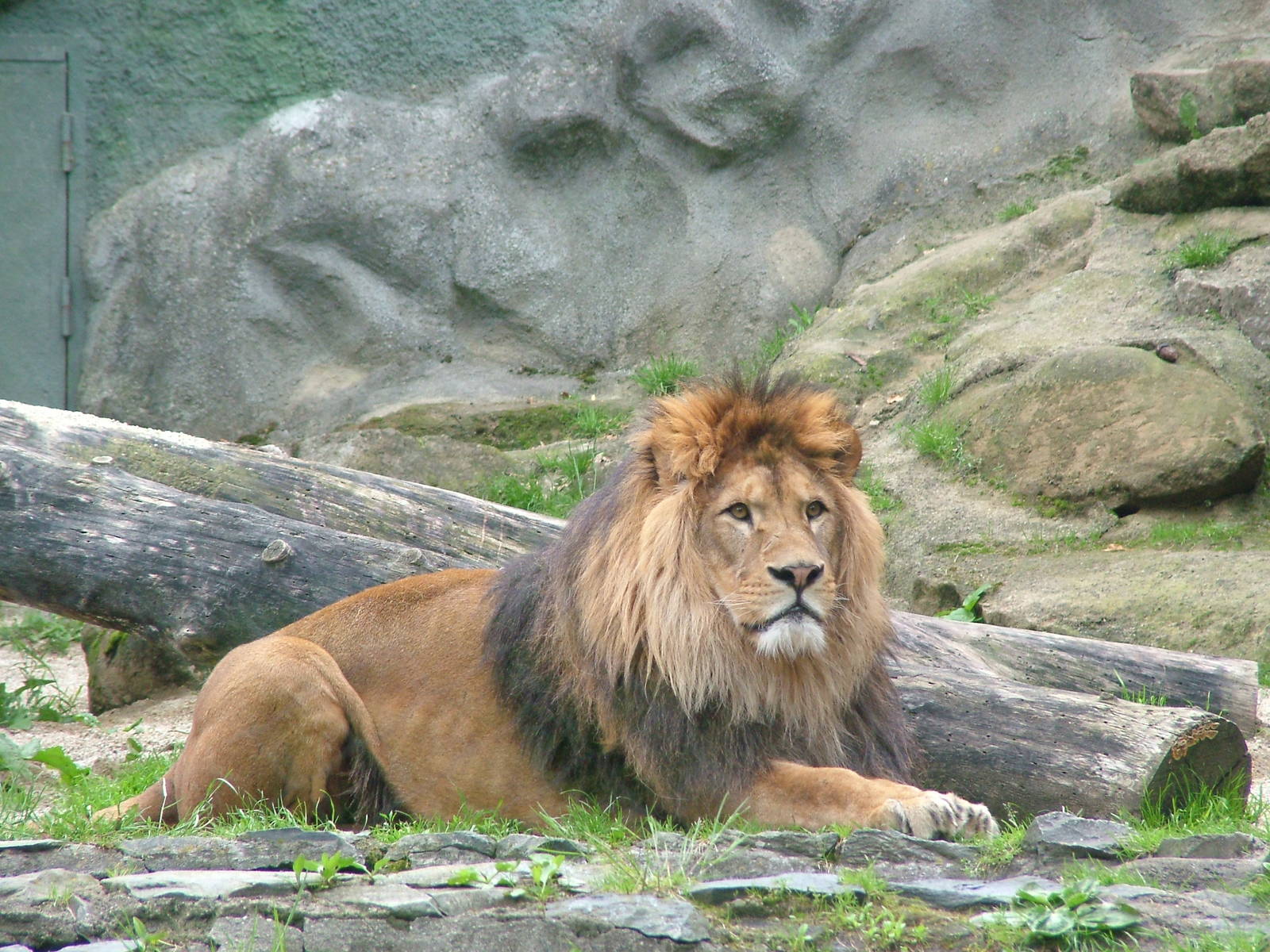 Barbary Lion at Olomouc 30/05/09