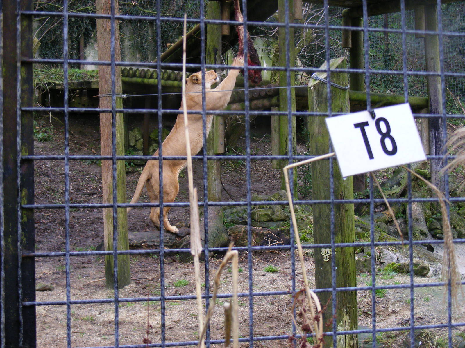 Barbary lion at Port Lympne Wild Animal Park, 13 February 2011