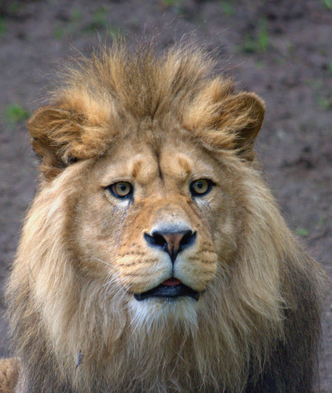 Barbary Lion - Belfast Zoo