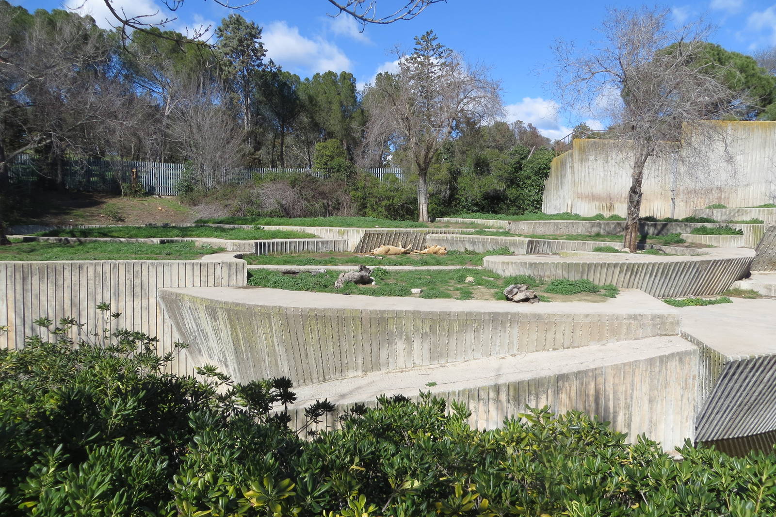 Barbary Lion enclosure 150216