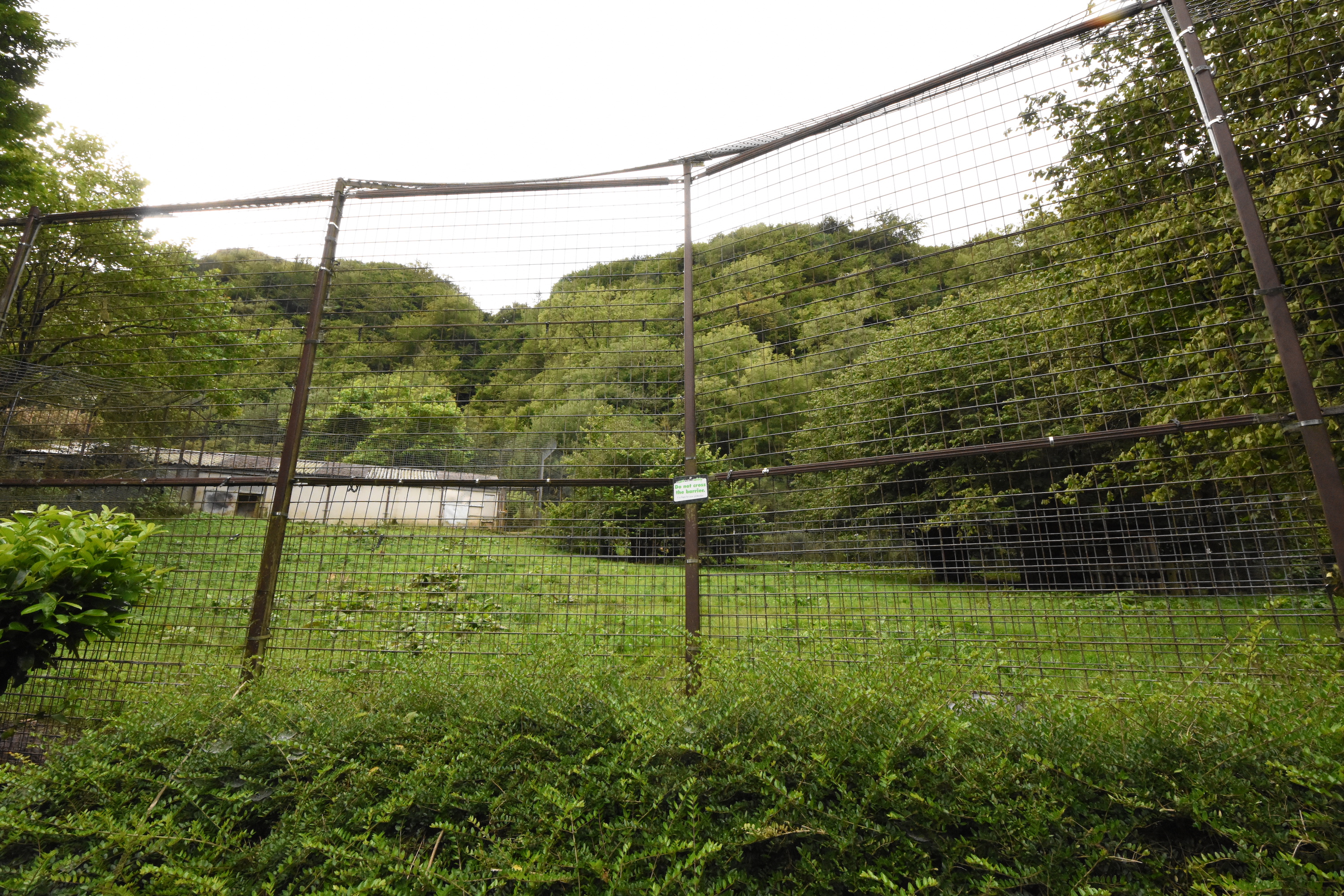 Barbary lion enclosure