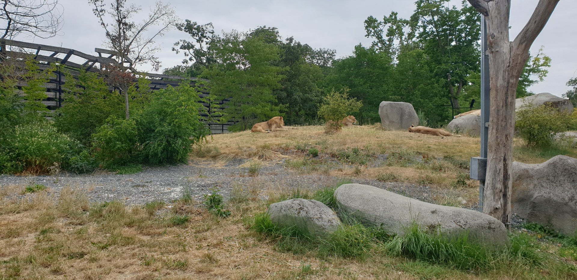 Barbary lion enclosure