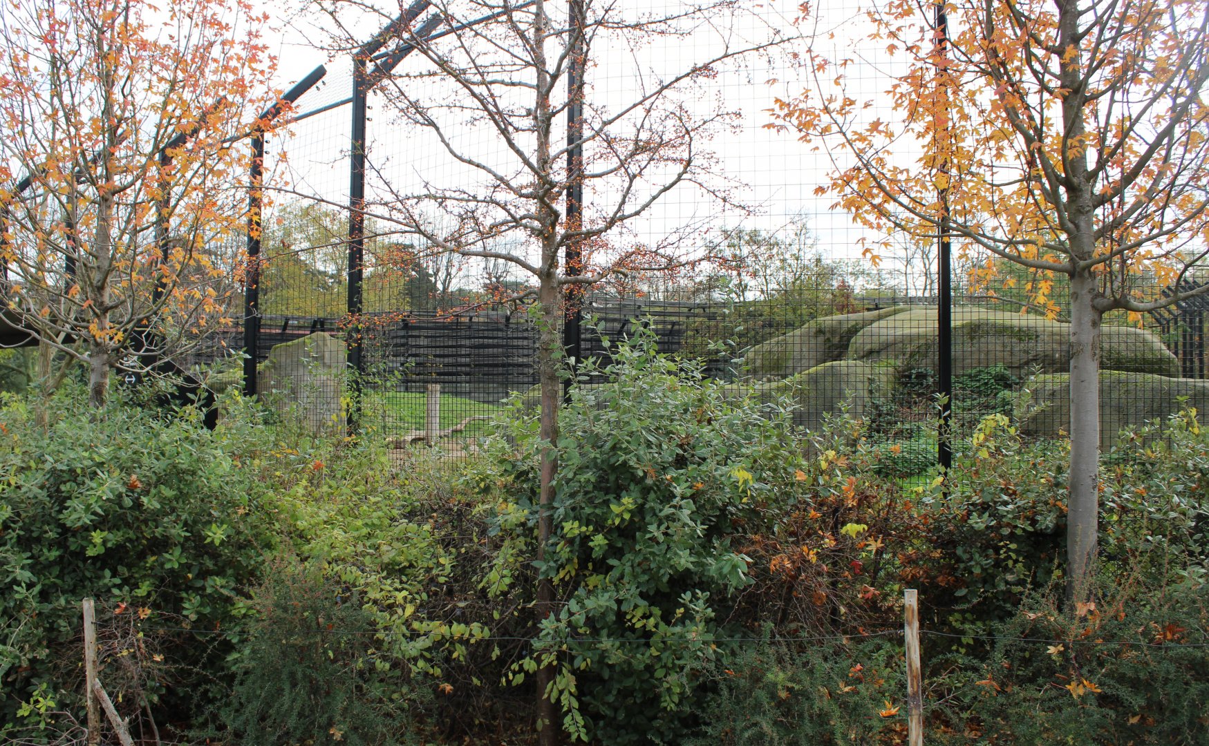 Barbary lion enclosure
