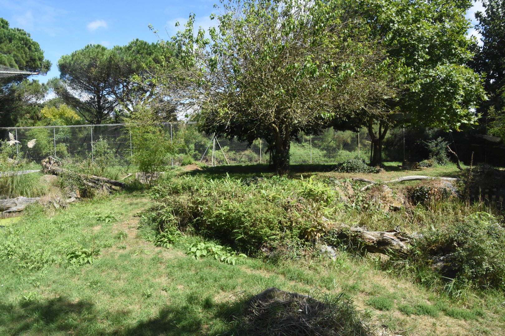 Barbary Lion enclosure