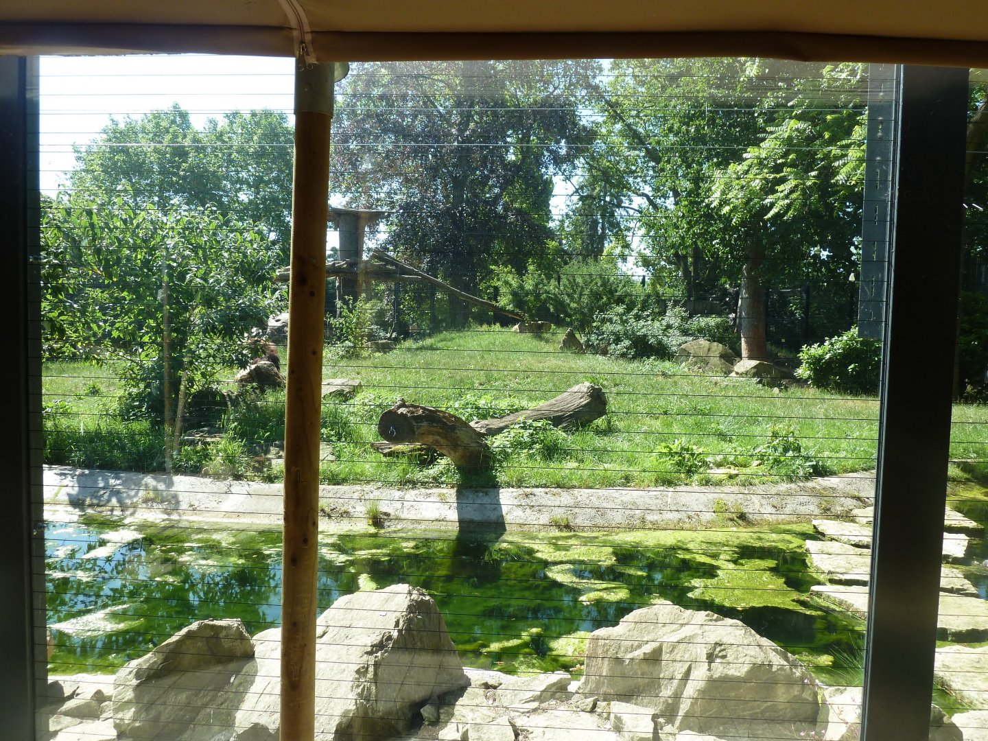 Barbary lion enclosure