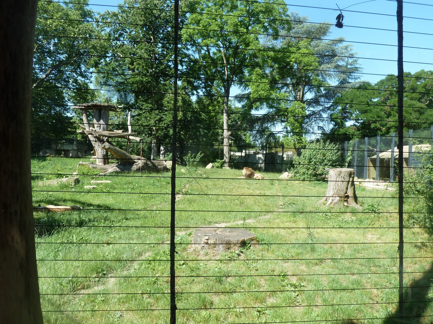 Barbary lion enclosure