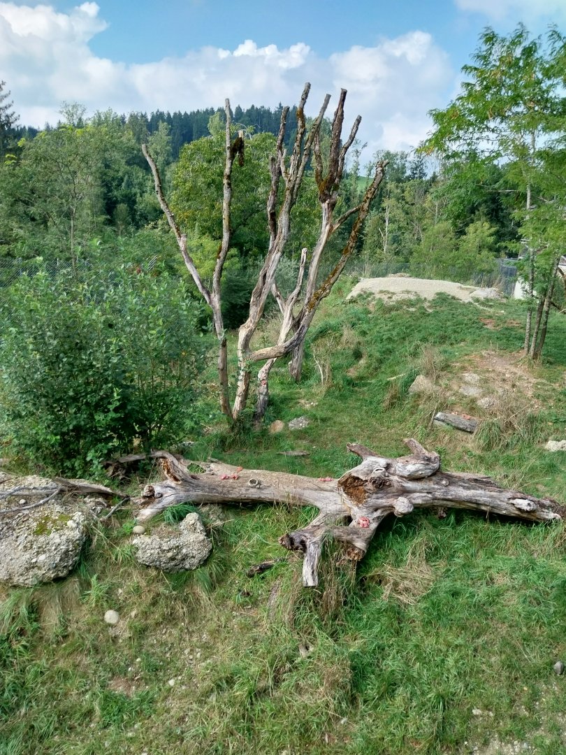 Barbary lion enclosure