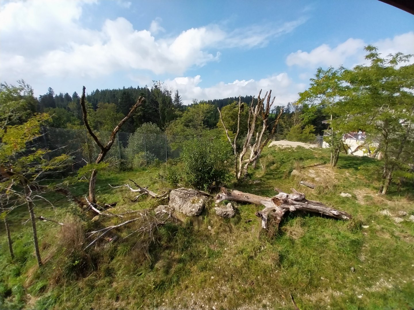 Barbary lion enclosure