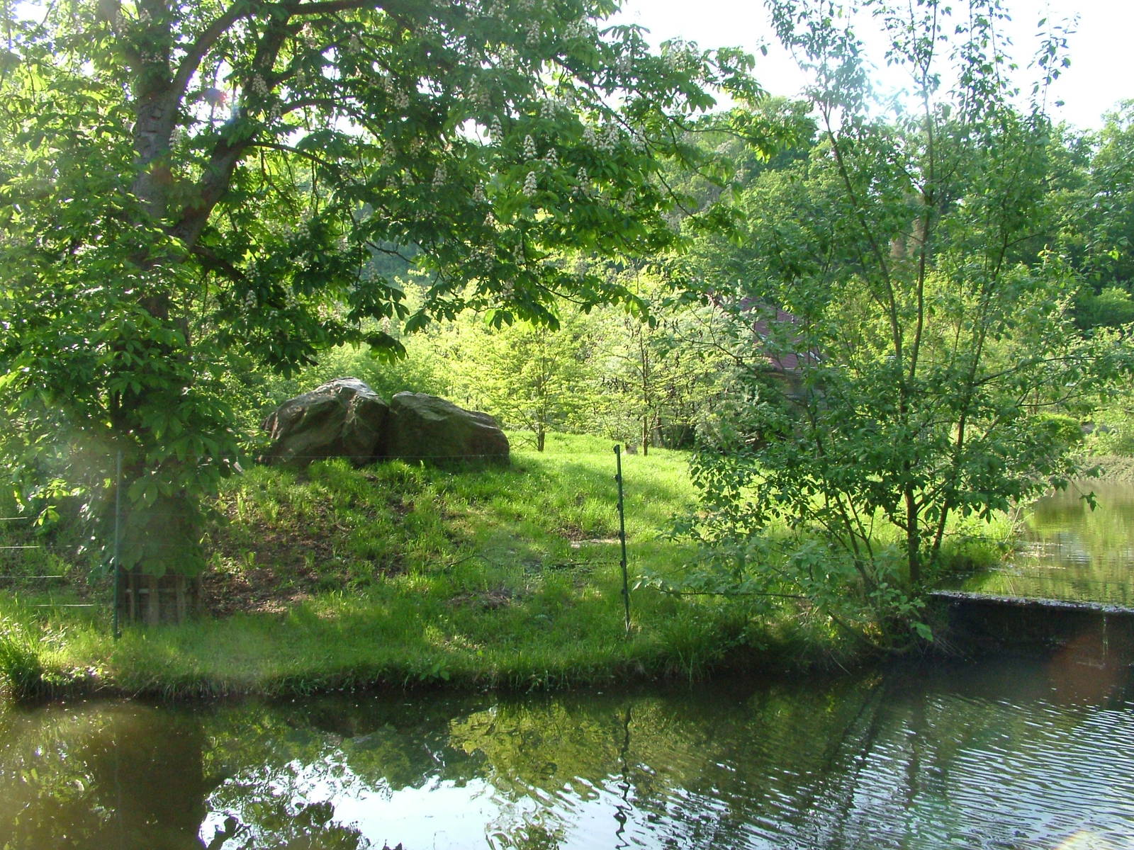 Barbary Lion exhibit at Plzen, 25/05/10
