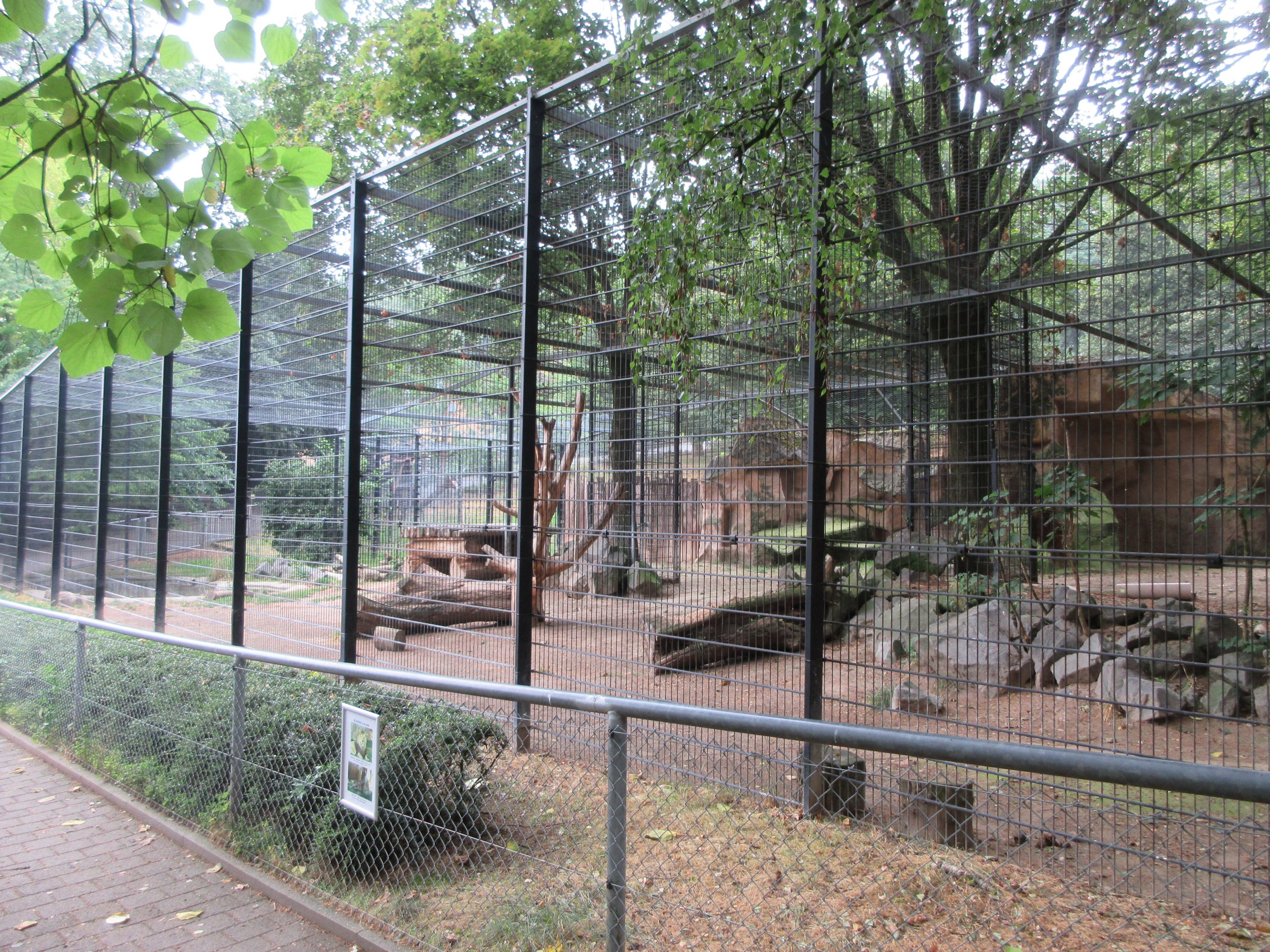 'Barbary' Lion Exhibit