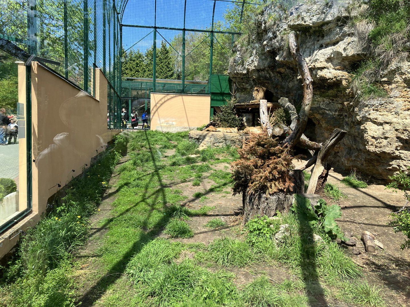 Barbary lion exhibit