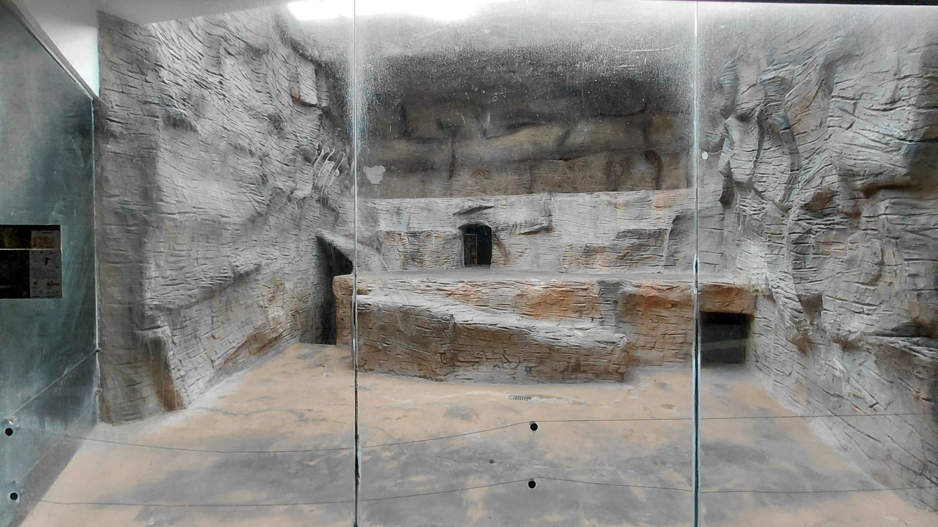 Barbary lion indoor exhibit #1