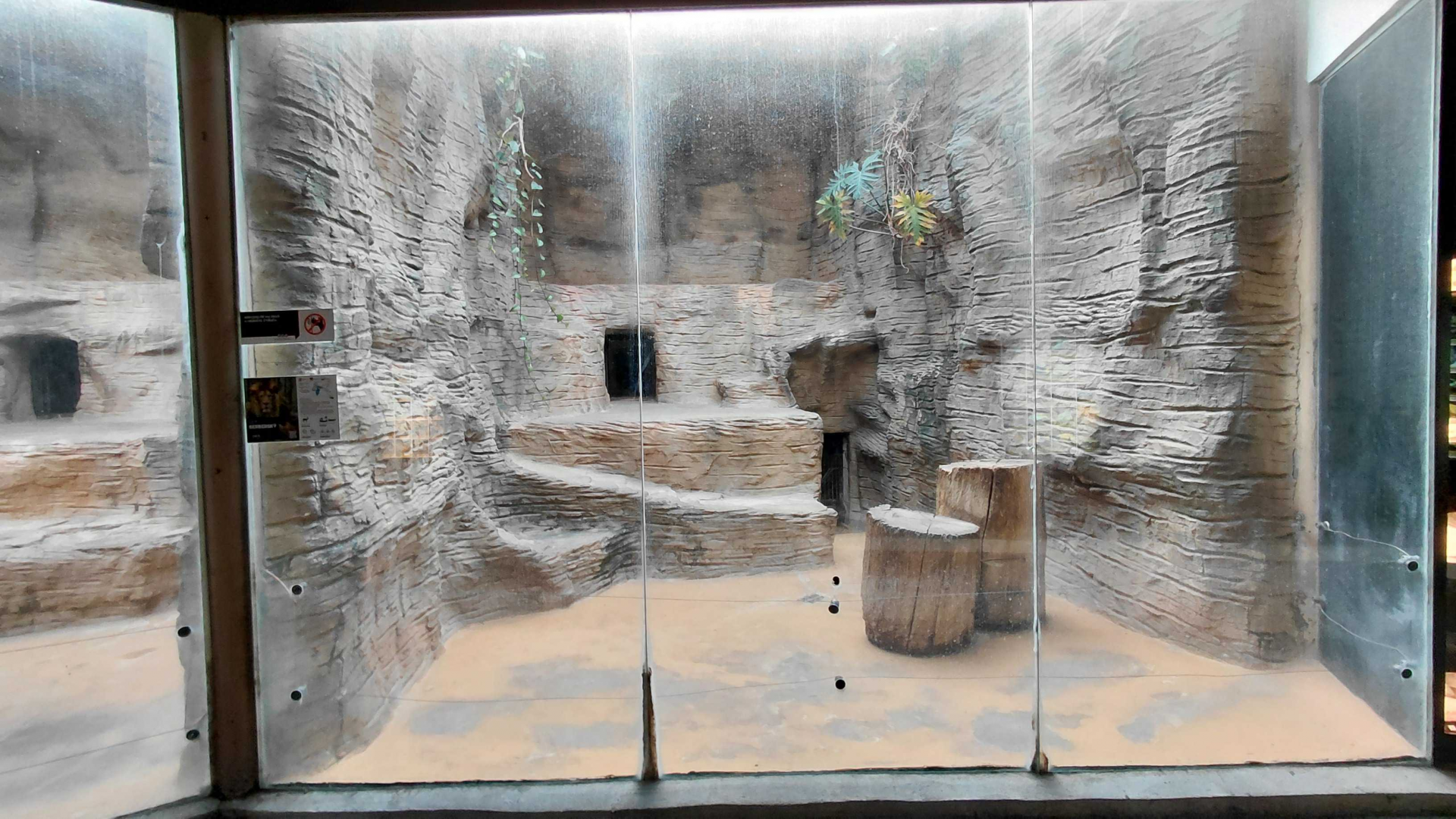 Barbary lion indoor exhibit #2