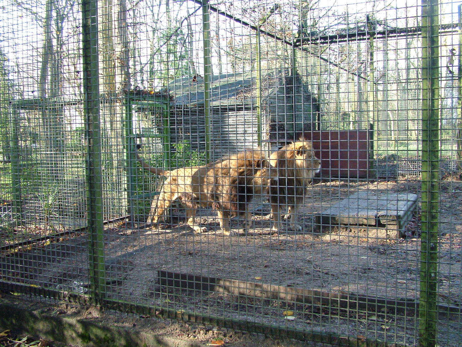 Barbary Lion males at Port Lympne 27/11/09