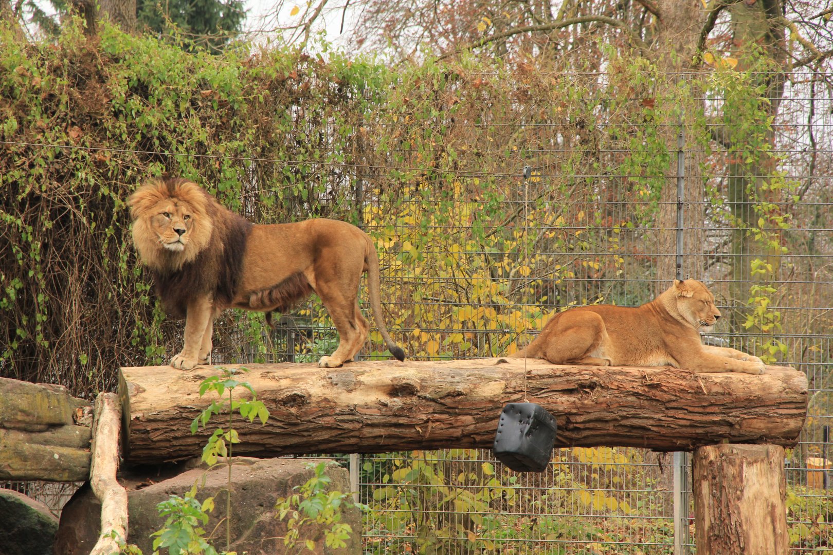 Barbary Lion (November 2016)