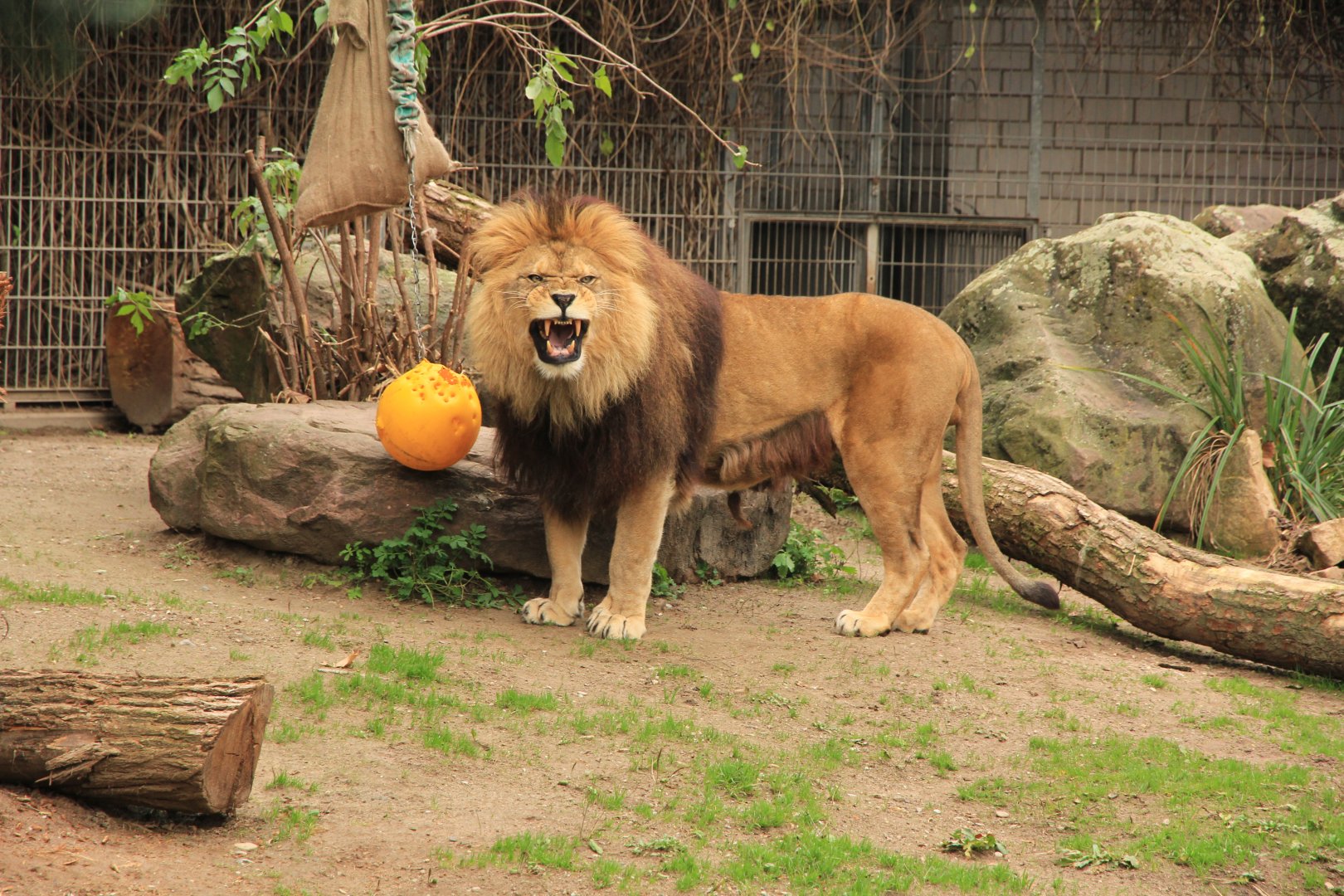 Barbary Lion (November 2016)