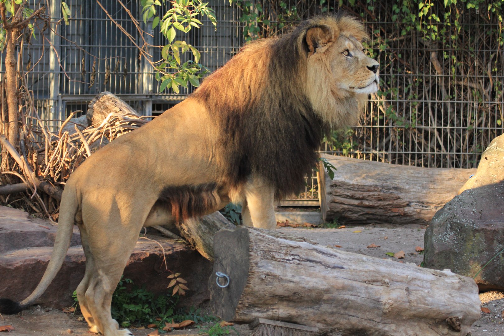 Barbary Lion (November 2018)