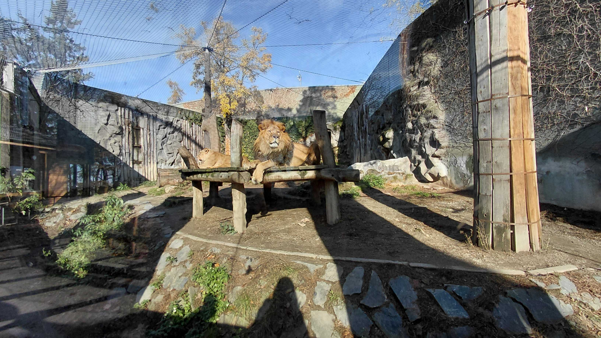 Barbary lion outdoor exhibit #1