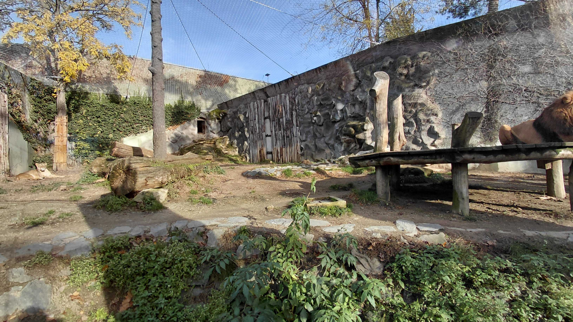 Barbary lion outdoor exhibit #1