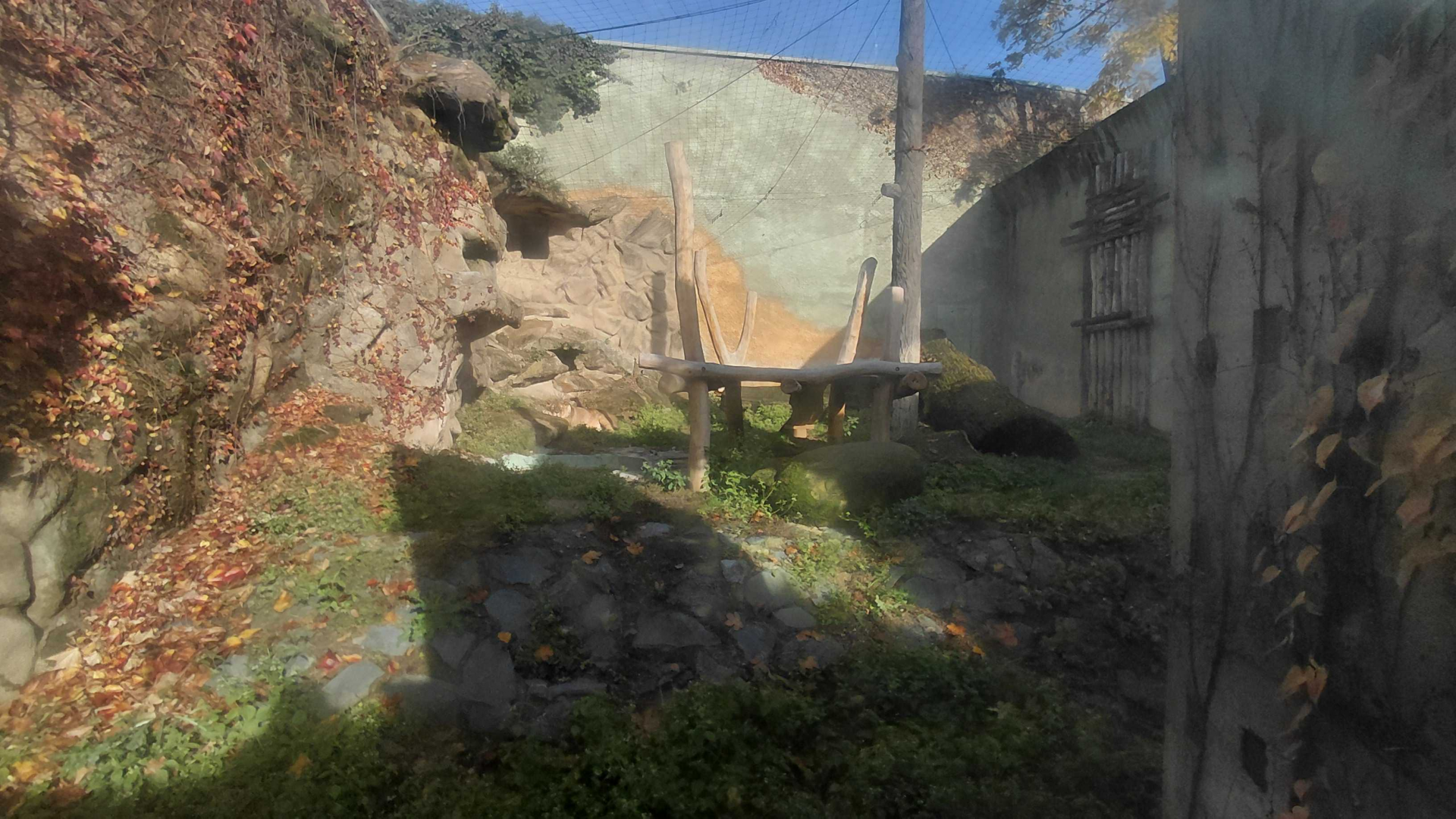 Barbary lion outdoor exhibit #2