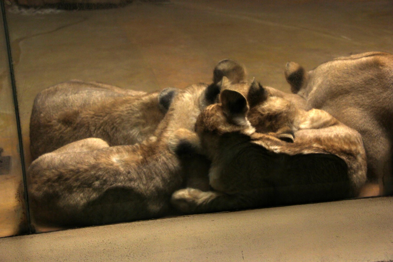 Barbary lion (Panthera leo leo) den cub cuddling