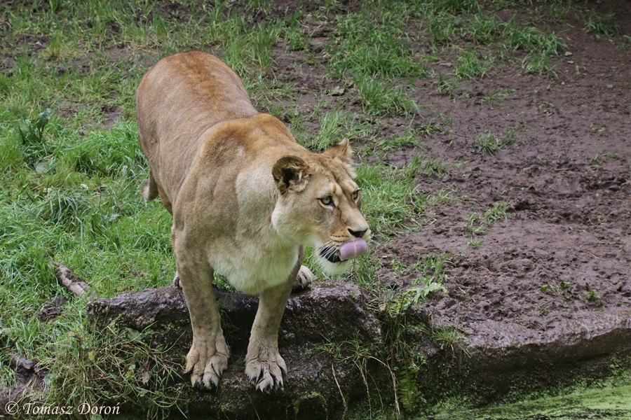 Barbary Lion (Panthera leo leo)