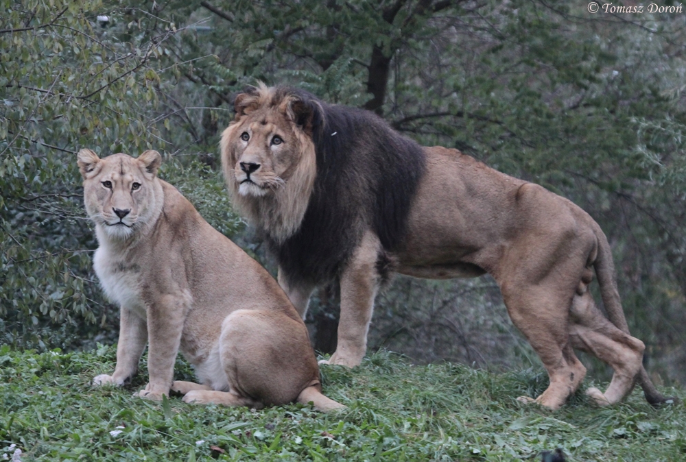 Barbary Lion (Panthera leo leo)