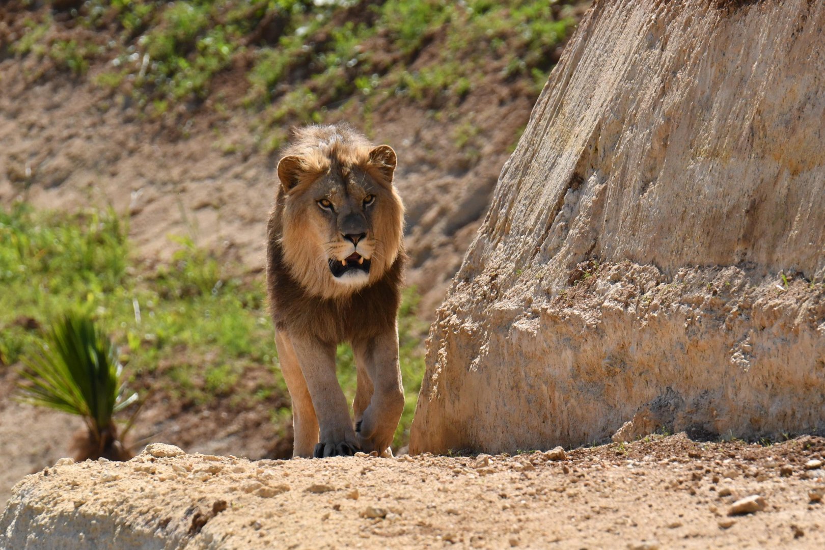 Barbary lion (Panthera leo leo)