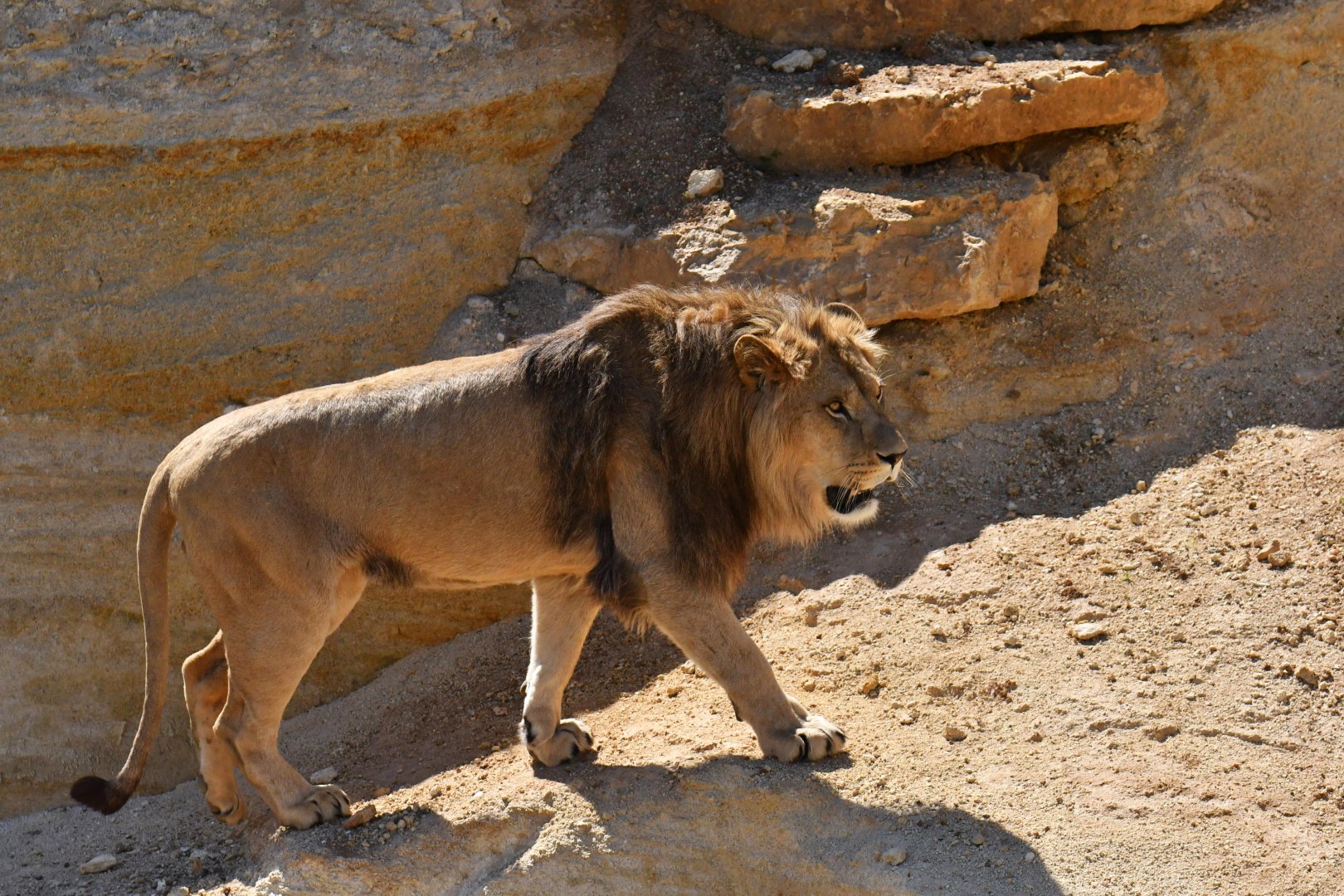 Barbary lion (Panthera leo leo)