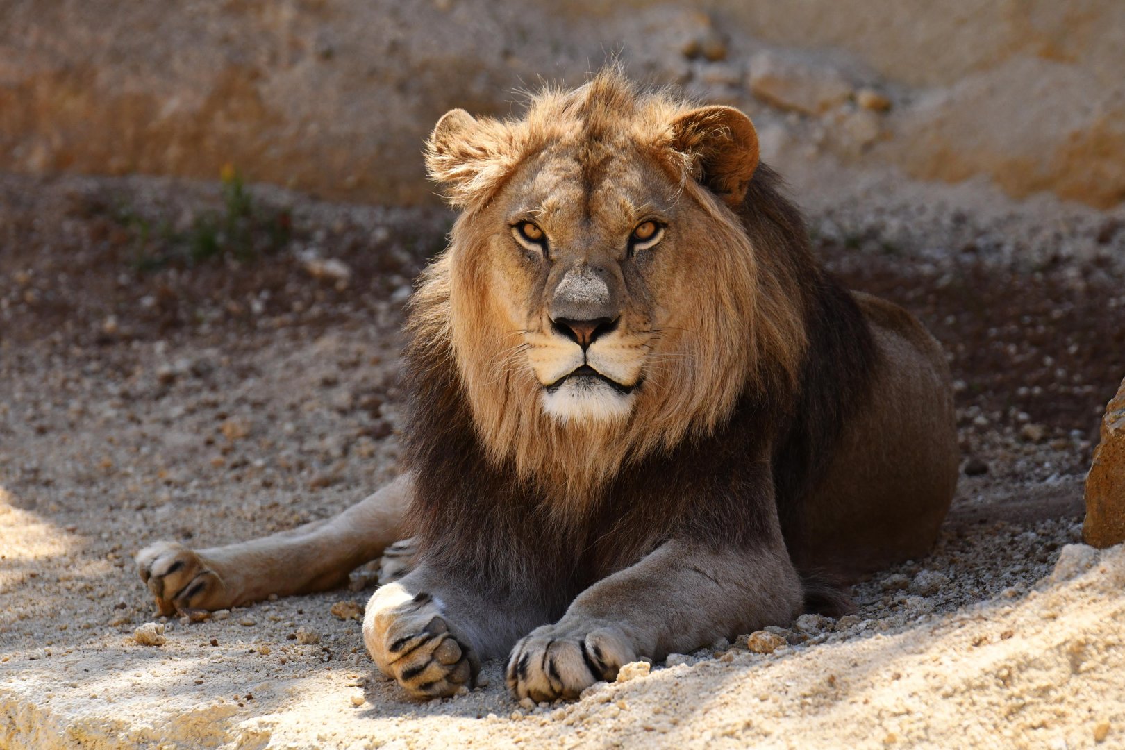 Barbary lion (Panthera leo leo)
