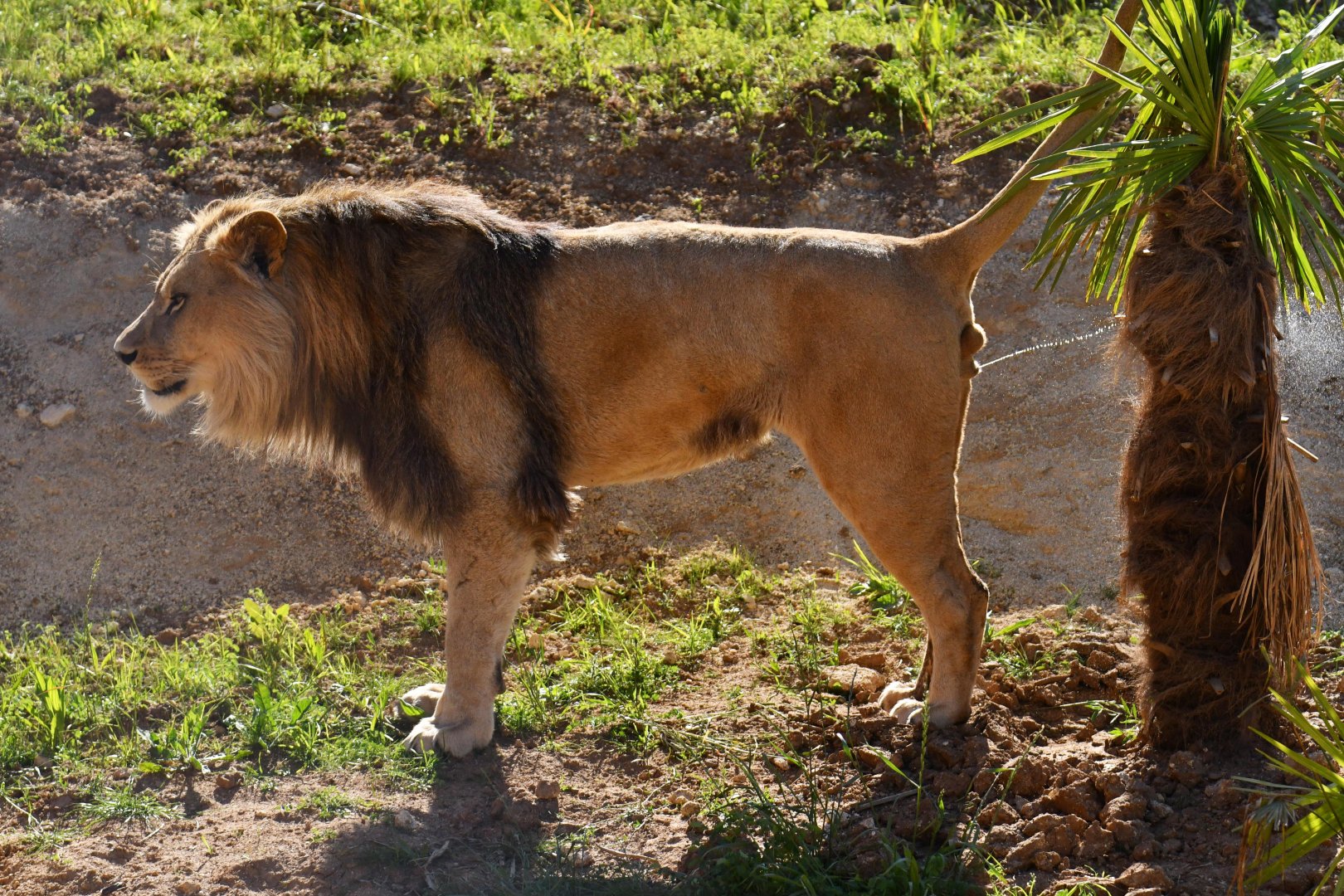 Barbary lion (Panthera leo leo)