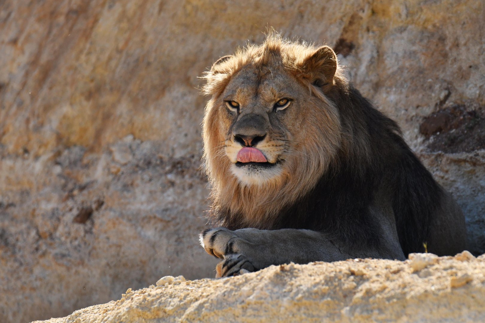 Barbary lion (Panthera leo leo)