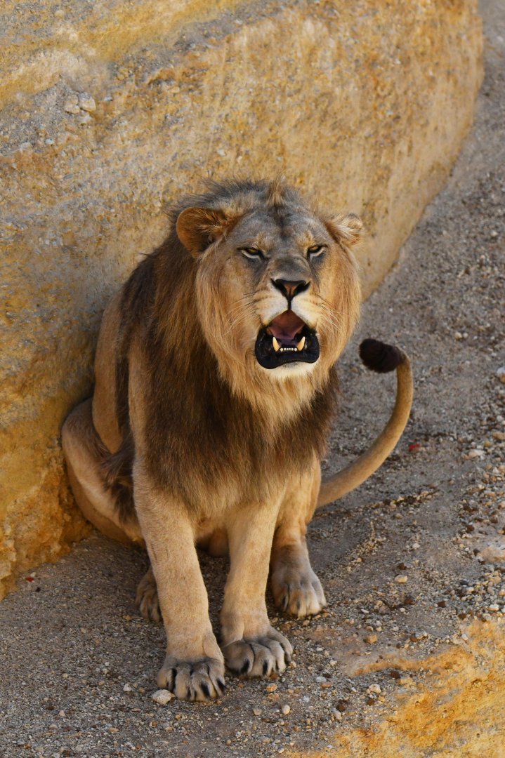 Barbary lion (Panthera leo leo)