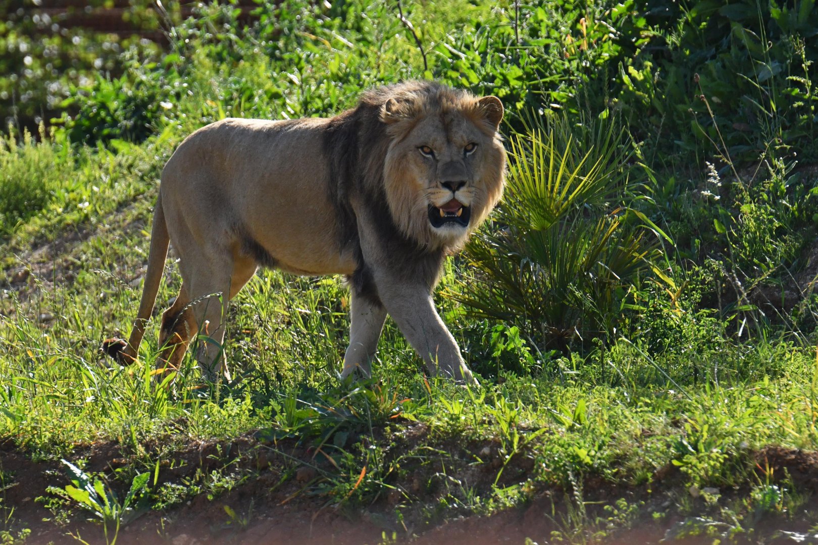 Barbary lion (Panthera leo leo)